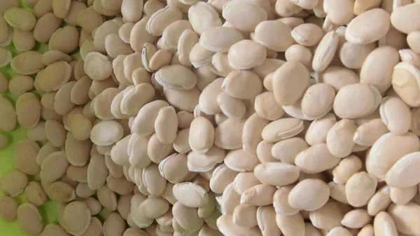 炒白扁豆的功效与作用及禁忌