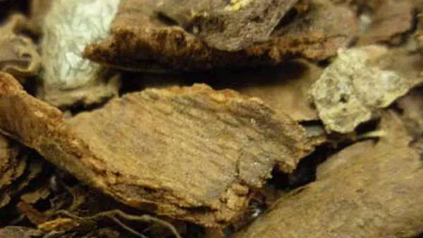 钻地风的功效与作用及禁忌
