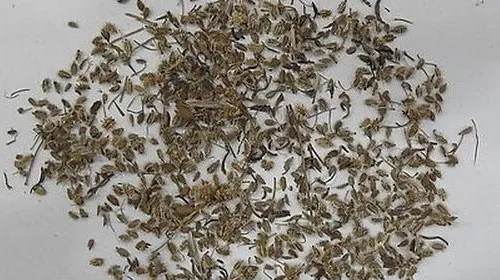 南鹤虱的功效与作用及禁忌