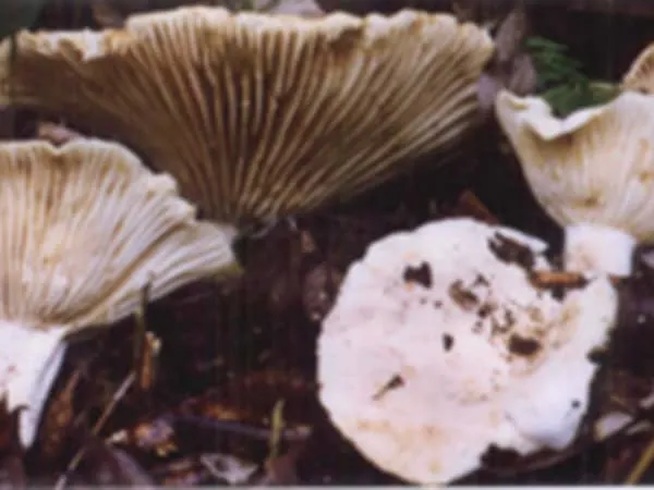 绒白乳菇的功效与作用及禁忌