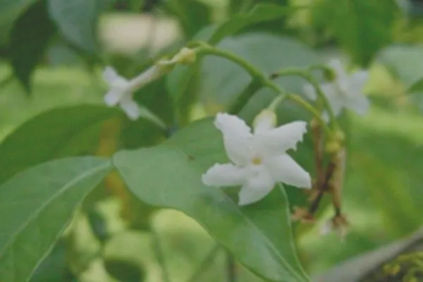 广西狗牙花的功效与作用及禁忌