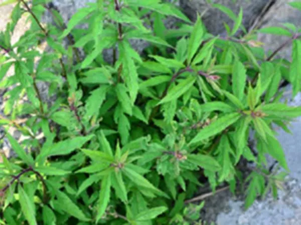 大麻叶佩兰的功效与作用及禁忌