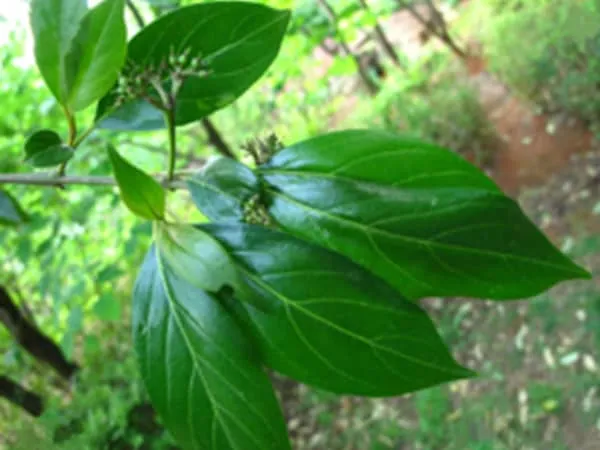 长圆叶梾木枝叶的功效与作用及禁忌