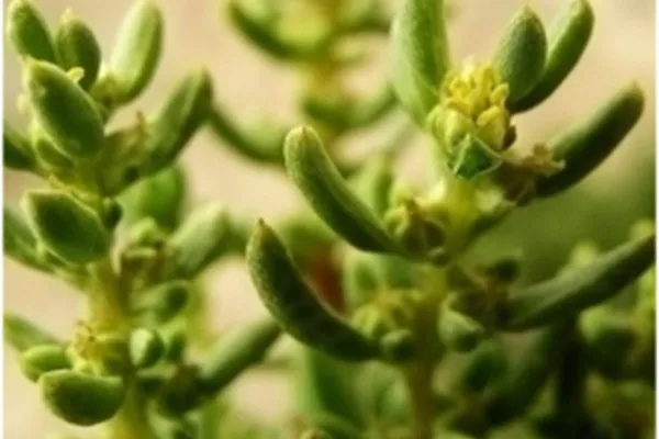 木本猪毛菜的功效与作用及禁忌