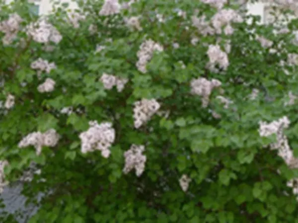 紫丁香的功效与作用及禁忌