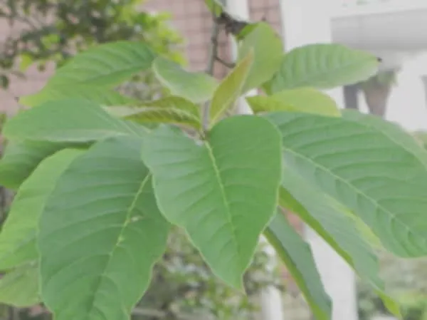 喜树叶的功效与作用及禁忌
