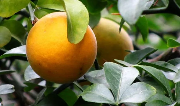枸橘的功效与作用及禁忌