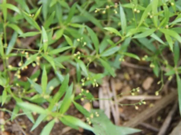 地麻黄的功效与作用及禁忌