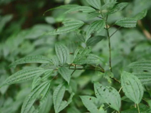 疣果冷水花的功效与作用及禁忌