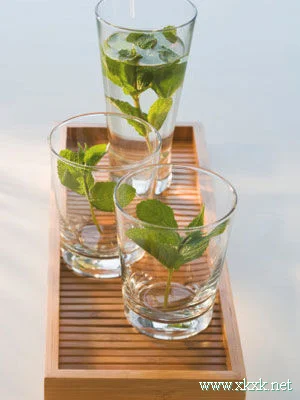 薄荷DIY瘦身食谱 十天甩掉7斤肉