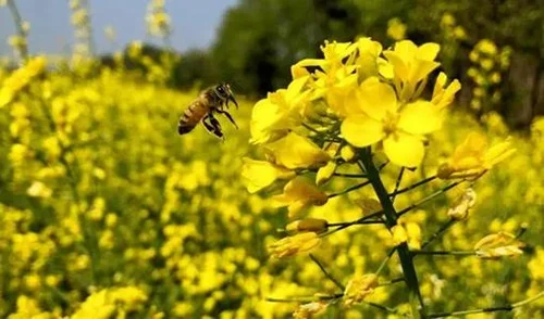 花粉过敏能否打疫苗