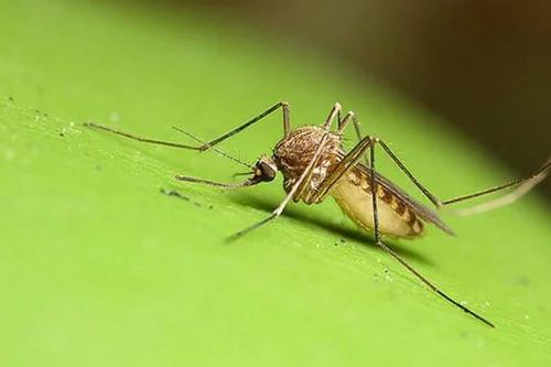 武汉夏天蚊子多吗 蚊虫会传播新冠病毒吗