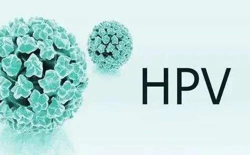 hpv2.webp