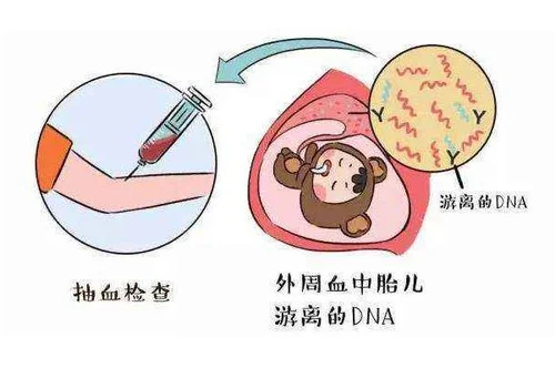 武汉免费无创怎么申请 免费产前无创基因检测所需材料