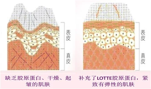 首选No.1胶原蛋白饮品，14天见证“水润”奇迹